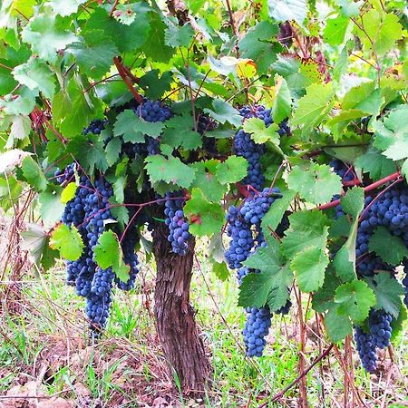 Agriturismo Martignana Alta Empoli Eksteriør bilde